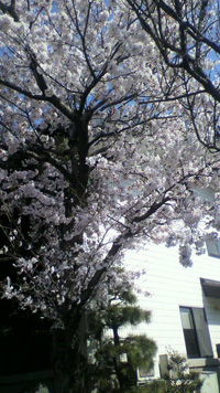 資料館横の桜
