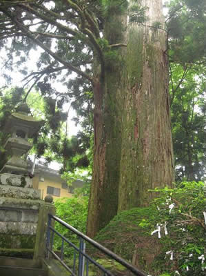 樹齢600年以上の杉の古木