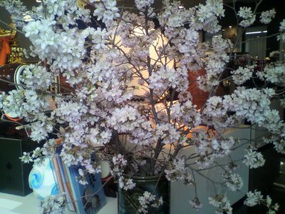 頂いた桜