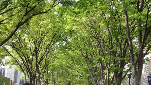 けやき並木の新緑